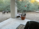 PICTURES/Javalina/t_Mom & Baby2.JPG